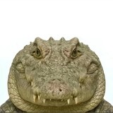 eshenji