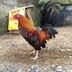 BANTAM BACK YARD