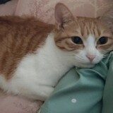 aishuohuadeyueyue___