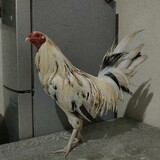 Si Mandaragit