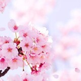 spring__iii