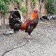 creator avatar