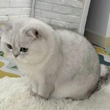 ฮายานุ