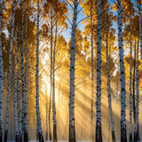 _shuangshuang_