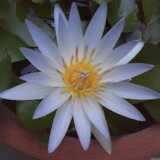 White_Lotus_Flower