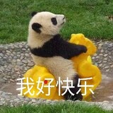 feigouxiaoli