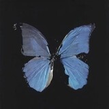 cyt1219