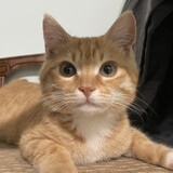 qilin___xiaoxingxing