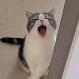 ryazhuzhu