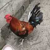 jelobackyard