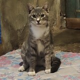 wakacaww