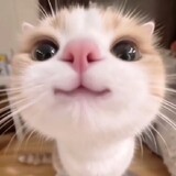 [Ms.Meow]