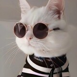 pi___yingshi