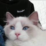 qinghuadechanshiguan