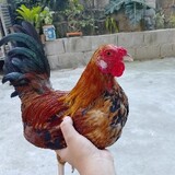 JTKBantambackyard