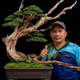 WELL Bonsai