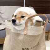 buyaotietie1
