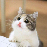 มะแงวงิก