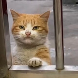 xiaojingguaidejiejie