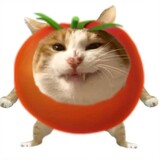 catmi1