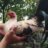 JienoBackyard