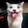 CatJoker