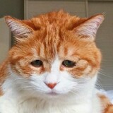 miemiemiemiemiegugu