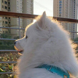 たまこdefangyingji