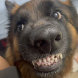 fanwandeqinma