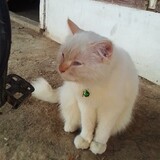 S.wulandari_1111