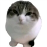 tamujuehuoge