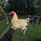 TripleDGF