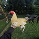 creator avatar