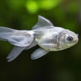 silver_fish