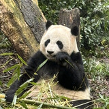 yuanbaotuanziybtz