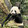yuanbaotuanziybtz