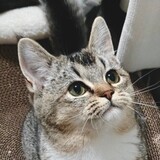 yuezhaokonglin
