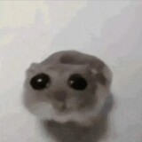 hamtersadhuhu