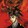 guanxingr___ian-