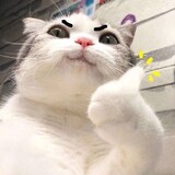 luowuhenqvq
