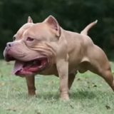 I_ONLY__WATCH_CUPHEAD