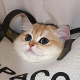 niniyang___riji