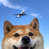 alongshiduohua