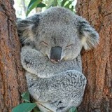 _Koala.