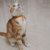qiangtoubaiwanfuweng