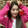 bumingwuti_