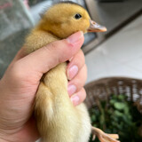 daguaiguaixiaokeaia