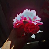 Nitu Akter_5295