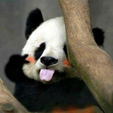 syxiafengbao