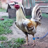 KuyaMacBackyard